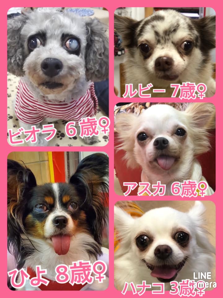 🐾今日の里親様募集中ワンコ🐶メンバーです🐾2020,10,10